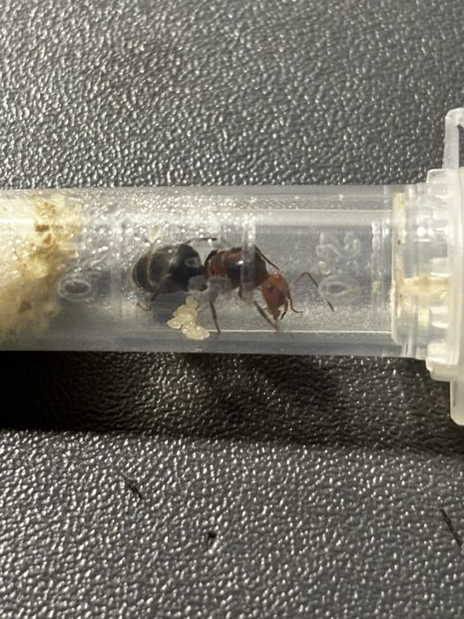Myrmecocystus semirufus mrówka miodziarka