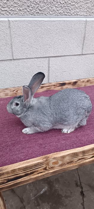 Кролі різних порід