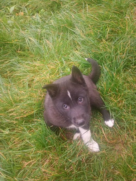 Łajka Zachodniosyberyjska