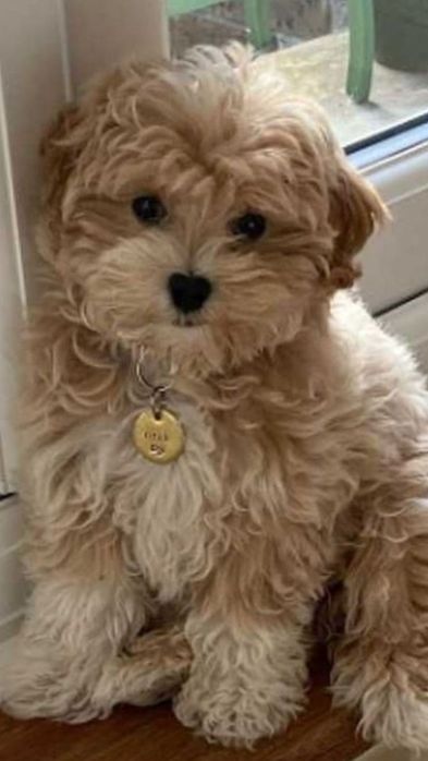 Мініатюрні мальтіпу для життя в квартирі