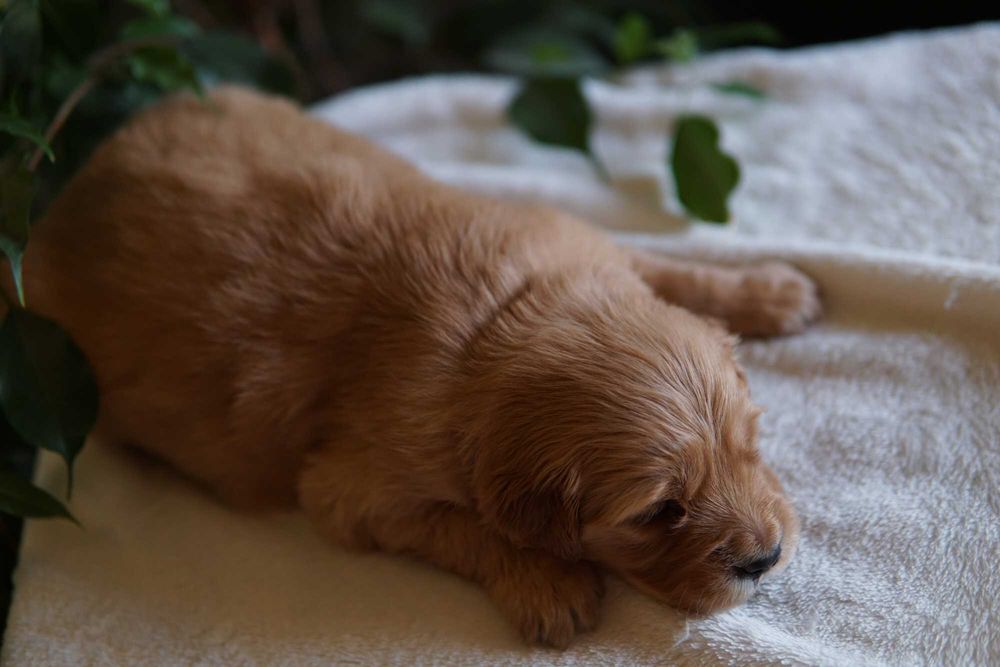 Suczka Golden Retriever