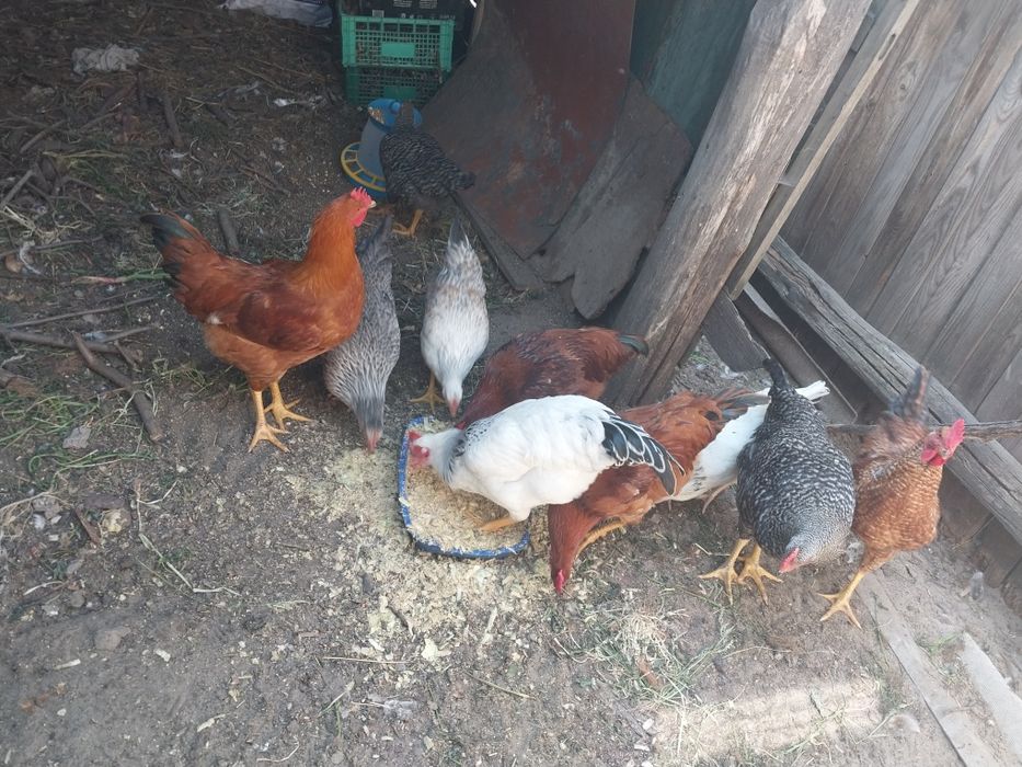 Продам молодих півників