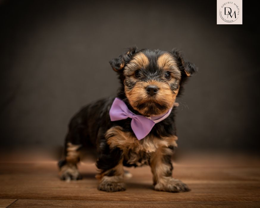 Yorshire Terrier