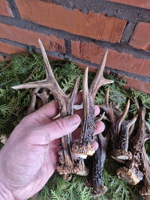 Cena za 2 szt.Poroze sarny rogi jelonka różne rozmiary.