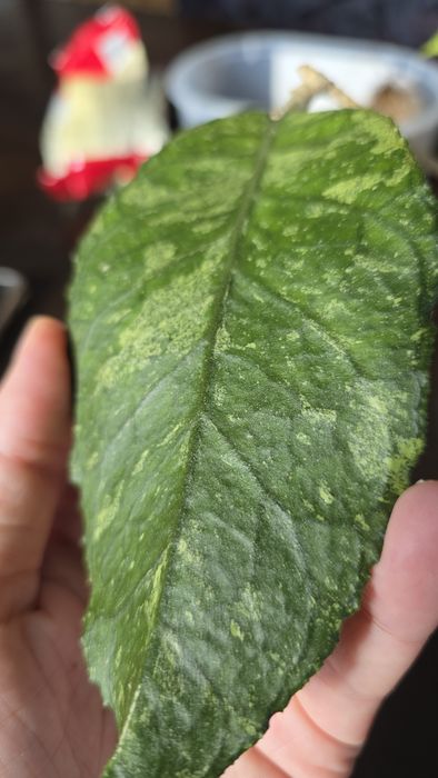 Hoya sp. Previously Vitellinoides