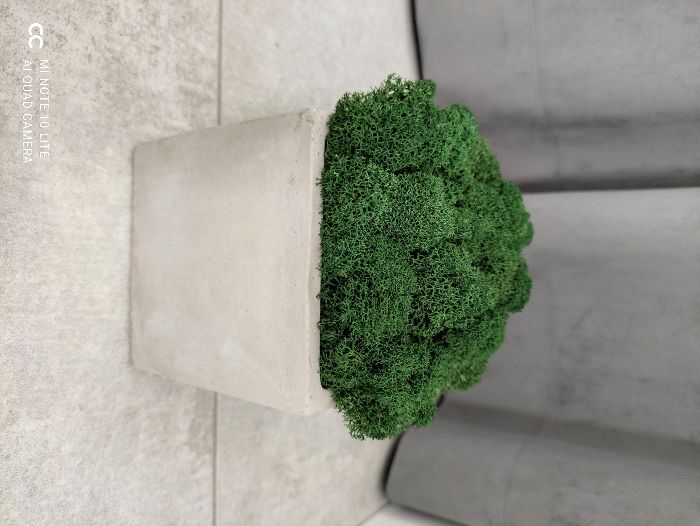 Mech Chrobotek Reniferowy w betonowej doniczce, 10,5cm