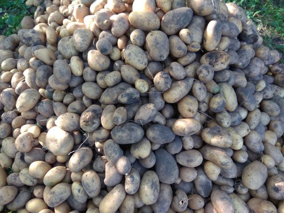 Продам велику картоплю