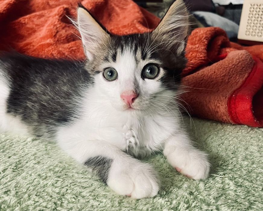 Віддаю кошеня у добрі руки.