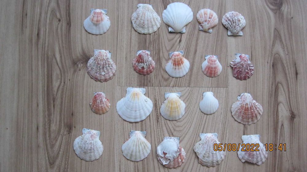 Muszelki do akwarium ponad 130 sztuk