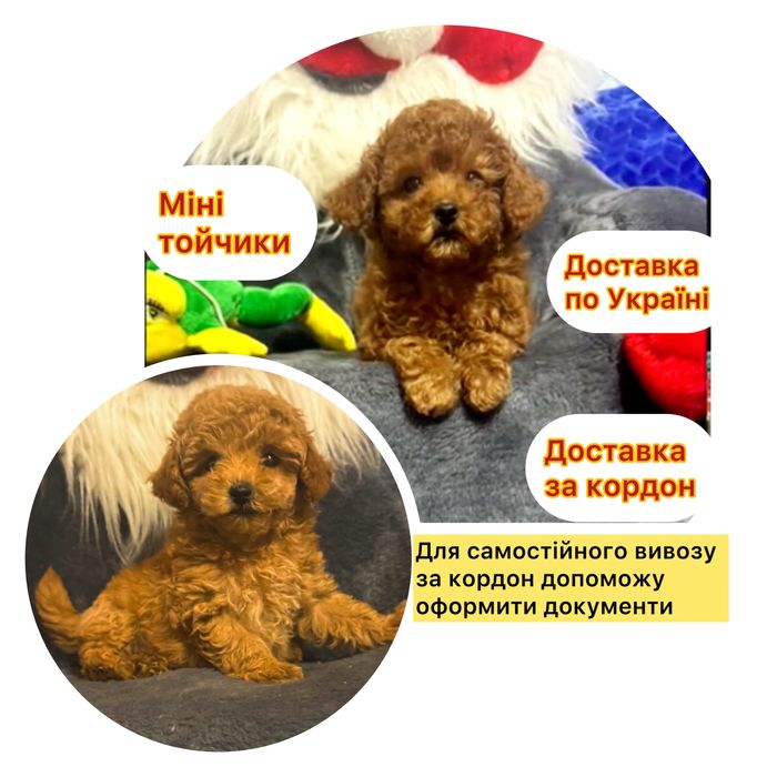 Батьки Китай  !! Тойчики Тойчики ред Браун  та ред  !