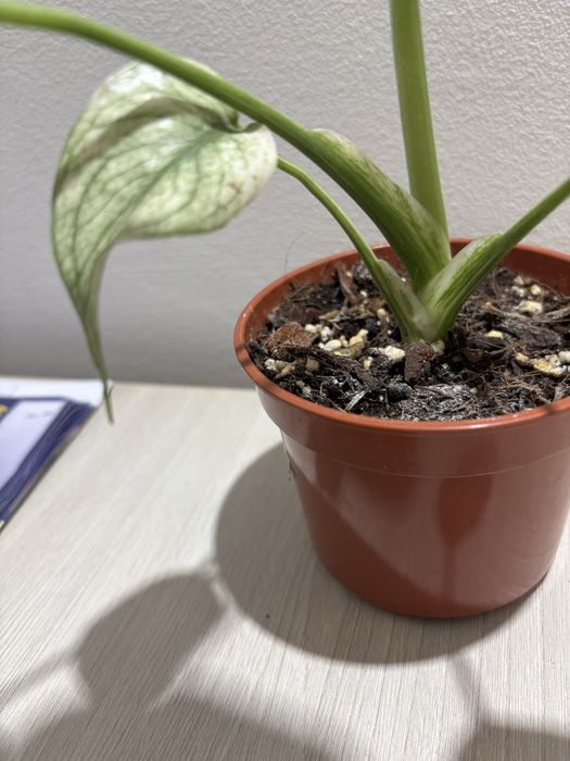 Monstera white mint