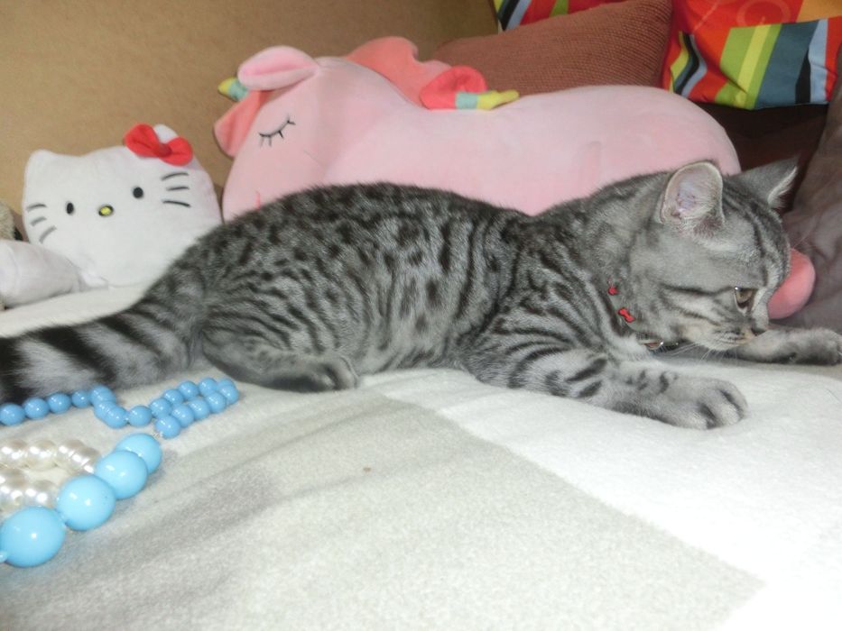 Шотландський віскасний котик