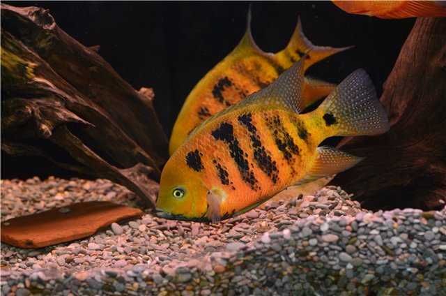 Южноамериканские цихлазомы