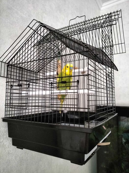 Papuga falista z klatką