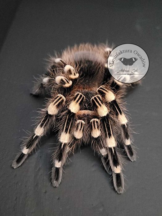 Ptasznik Acanthoscurria geniculata 2DC NS - Ptasznik białokolanowy