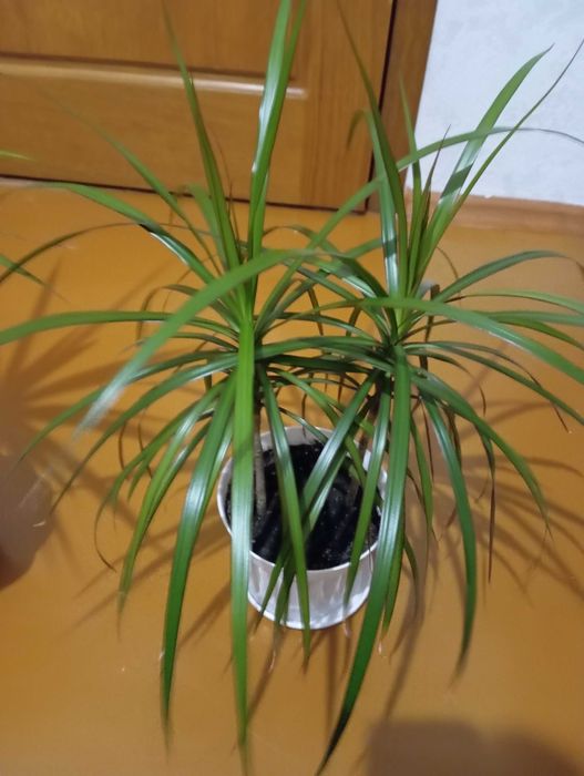 Цветы комнатные  недорого