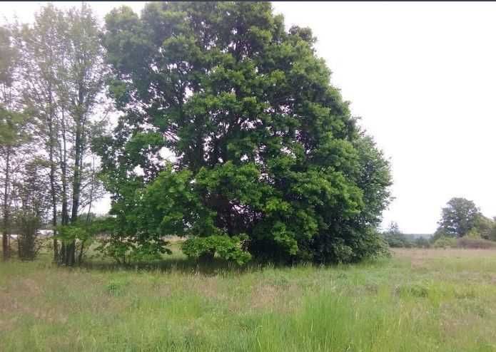 Zdjęcie 4