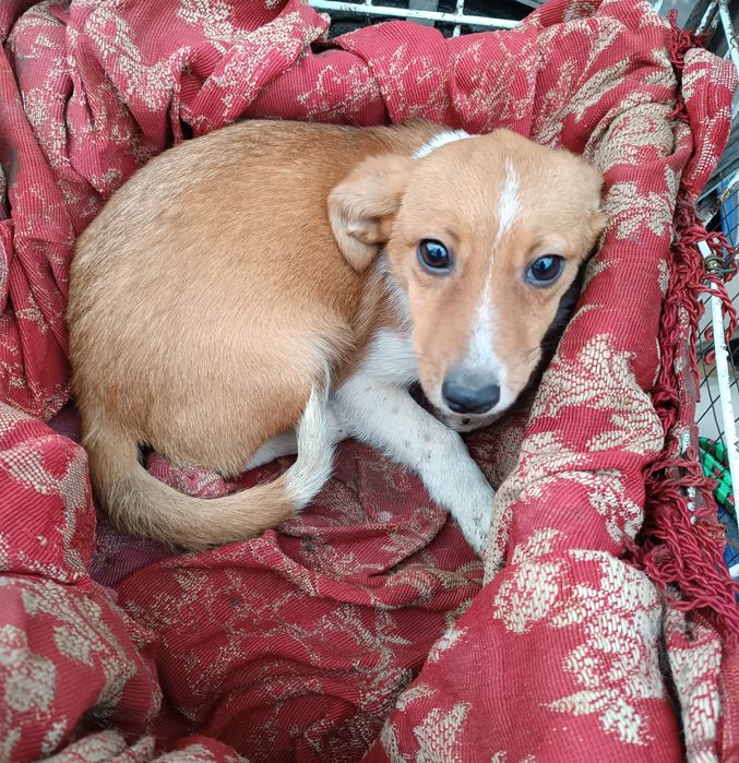 Дві собачки-лисички в добрі руки