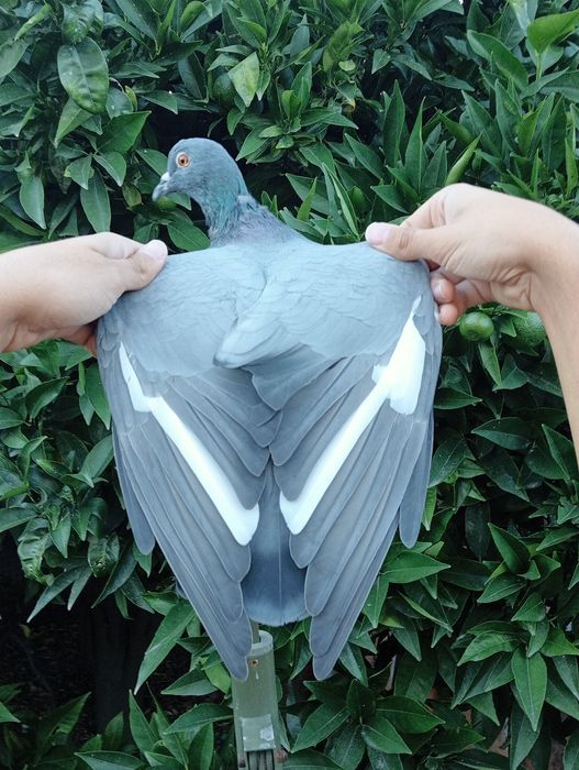 Pombos negaça italianos