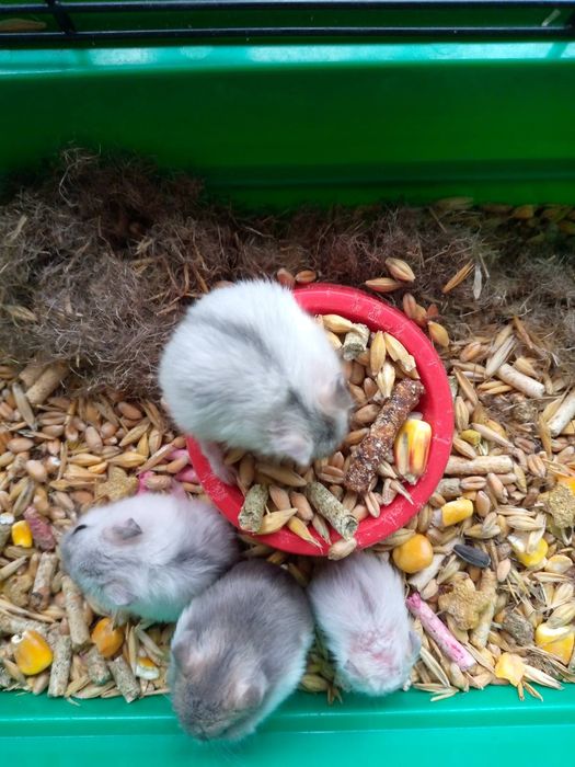 Хомячки Кременчуг