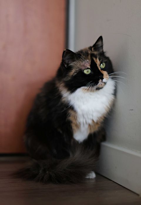 Cudowne Siostry szukają swojego człowieka.