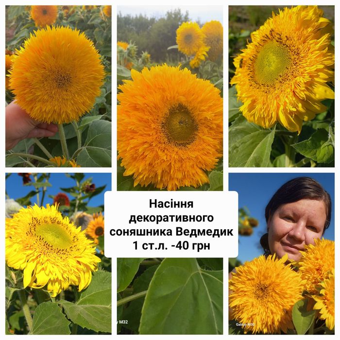 Насіння декоративних соняхів