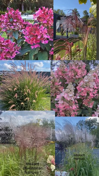 Sprzedam nadwyżki z ogrodu