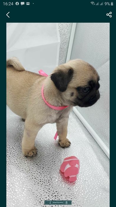 Мопс Льолік запрошує на вязку