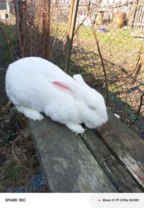 Продам чи обміняю кролицю Термонку