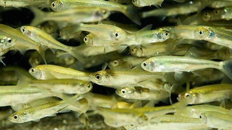 Мальок форелі, форель.