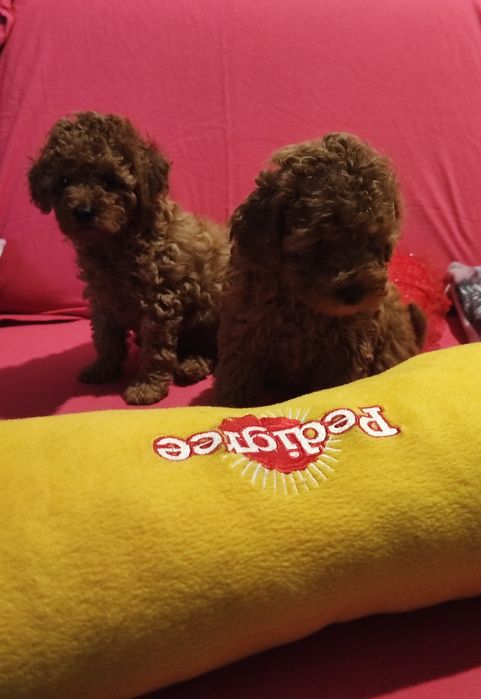 Pudelek  toy  do rezerwacj