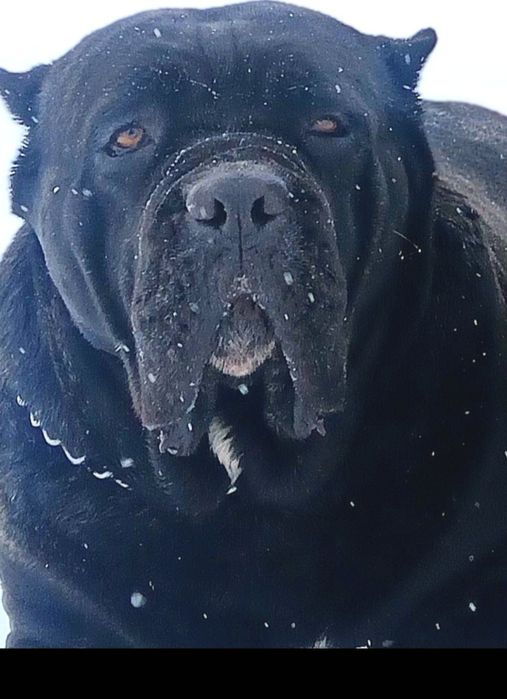 Элитные,Щенки,цуценя, кане-корсо в Краматорске