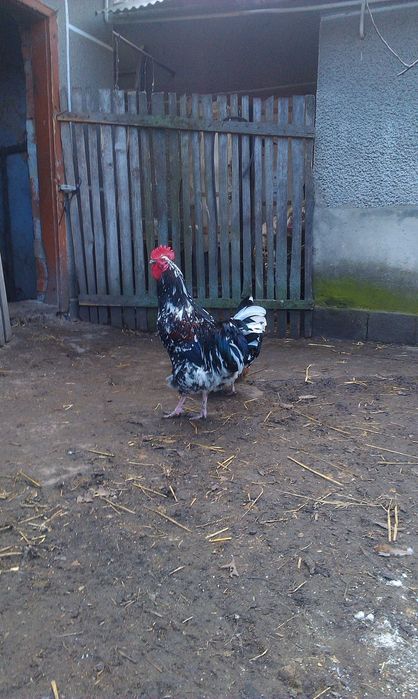 Себрайт, міфлерка та лівенські ситцеві