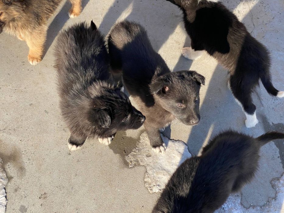 віддамо безкоштовно дуже милих цуценят