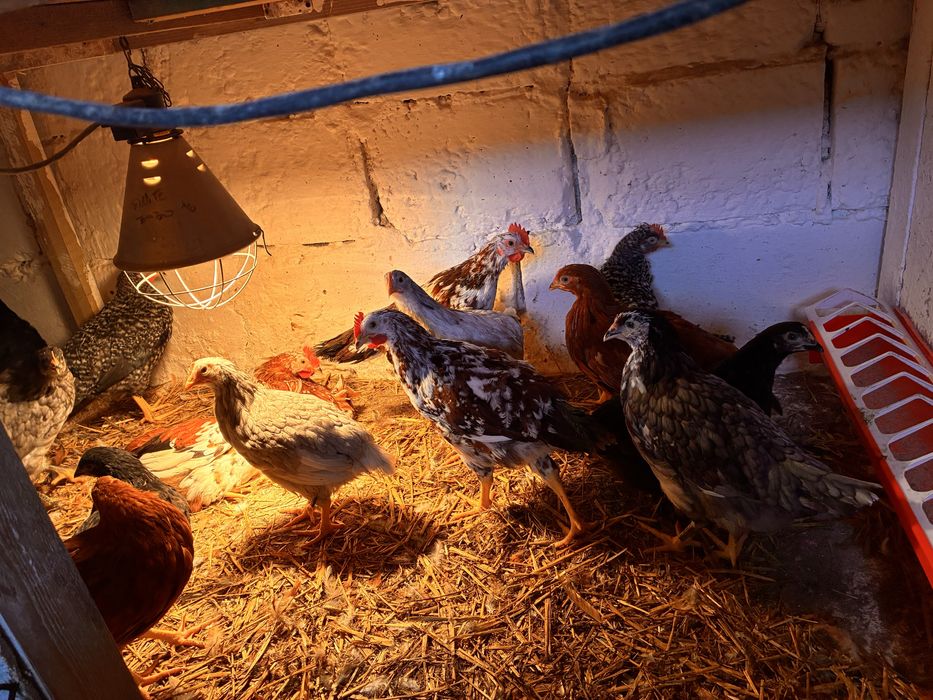 Mlode nioski i kogutki 10 tyg