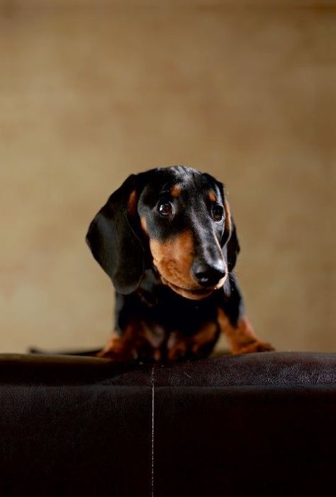 Класика породи у найкращому виконанні — чорно-підпала такса!