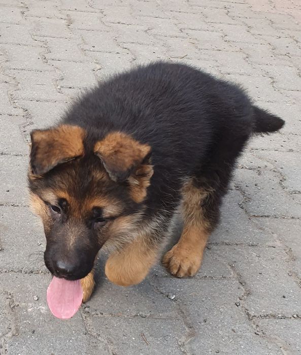 Owczarek Niemiecki Krótkowłosy