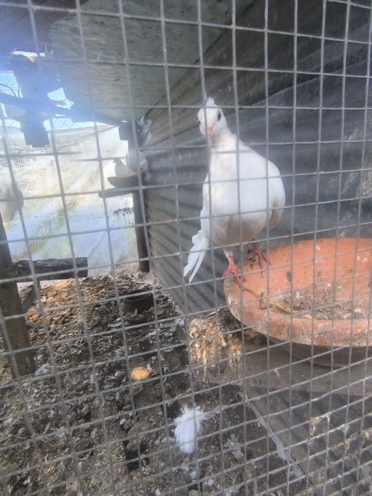 Pombos de leque brancos