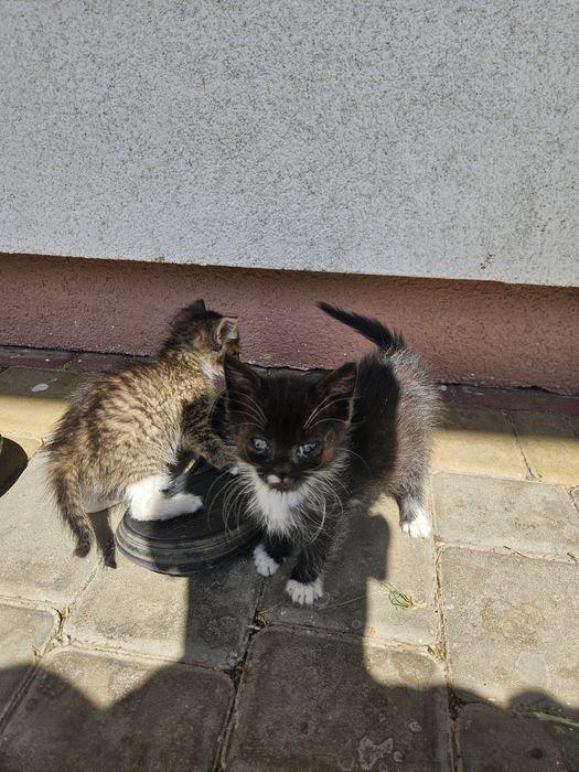 Віддам кошенят в добрі руки, кота кішку котика кошенята котики