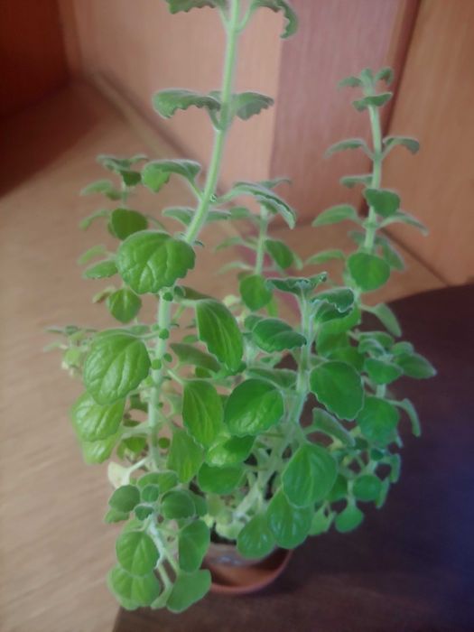 Плектрантус - африканская мята Цена от 30 грн. Алоэ древовид от 99 грн