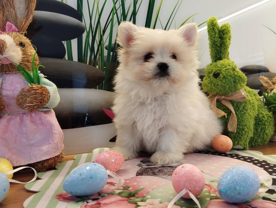 Pomapoo  samczyk z Rodowodem