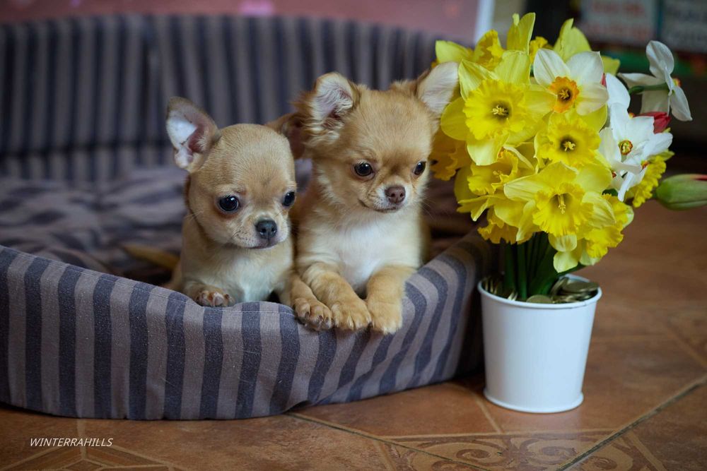 Елітні цуценята ~ Чихуахуа КСУ -