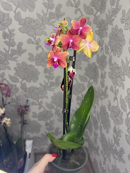 Орхідеї асортимент від 100 грн