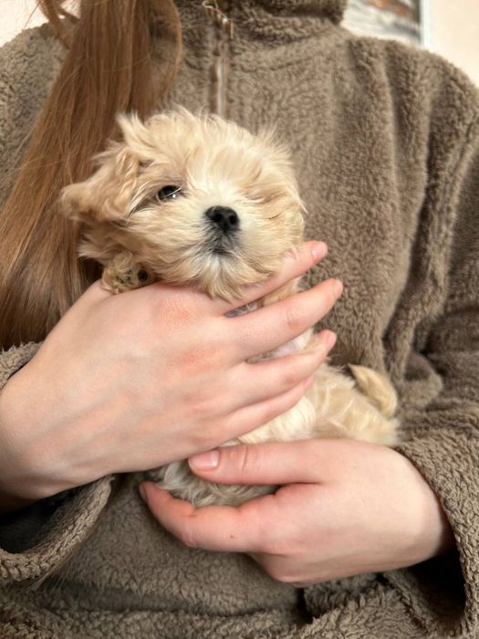 Мальтіпу супер міні (карамель)