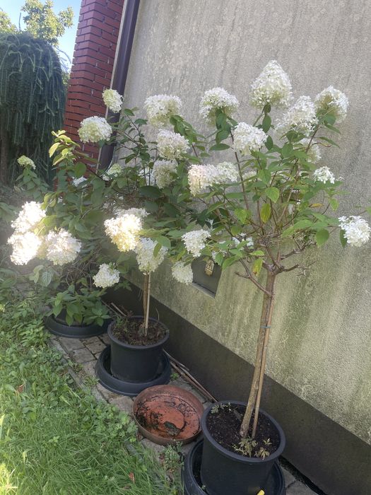 Hortensja dwa rodzaje