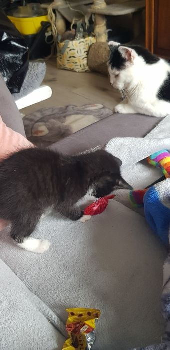 Oddam kotkę do adopcji