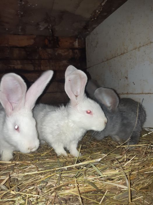 Króliki olbrzymy belgijskie