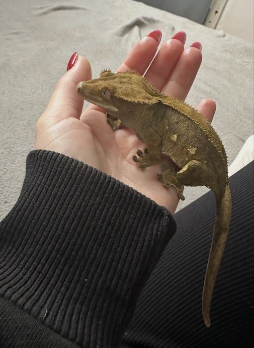 Dwa gekony orzęsione + terrarium