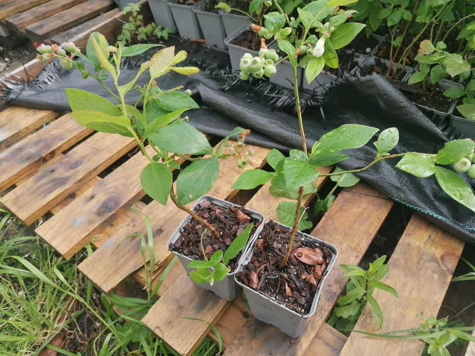 Vende-se plantas de mirtilo já com frutos (vaso P9)
