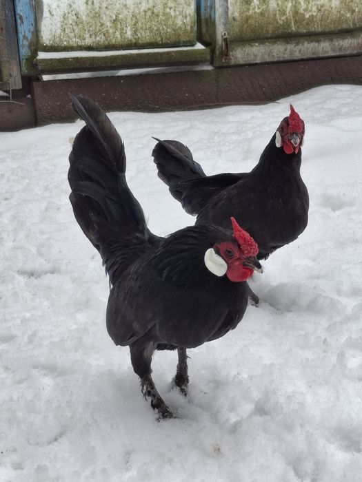 Яванська бентамка. Карликові кури.